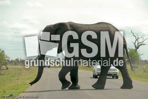 Afrikanischer Elefant (18 von 131).jpg